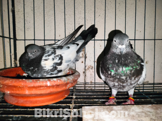 গিরিবাজ কবুতর